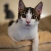 Kater Balou sucht seine tollkühne Crew