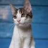 Kater Balou sucht seine tollkühne Crew