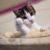 Kater Balou sucht seine tollkühne Crew