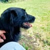 Elmo - sensibler Begleiter sucht Euch