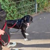 Elmo - sensibler Begleiter sucht Euch