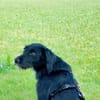 Elmo - sensibler Begleiter sucht Euch