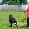Elmo - sensibler Begleiter sucht Euch