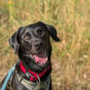 Harley sucht sein zu Hause
