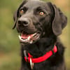 Harley sucht sein zu Hause