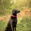 Harley sucht sein zu Hause