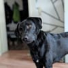 Harley sucht sein zu Hause