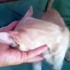 GINGER, zutraulich und verschmust