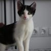 Missy sucht ihre neue Familie!
