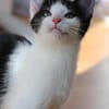 Missy sucht ihre neue Familie!