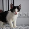 Missy sucht ihre neue Familie!