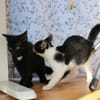 Missy sucht ihre neue Familie!