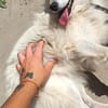 Bessy, einfach auf die Strasse gesetzt