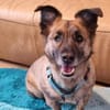 MARTI - liebevoller, sanfter Hundemann