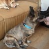 MARTI - liebevoller, sanfter Hundemann