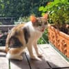 SORINA wünscht sich neues Zuhause