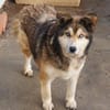 Lexy sucht liebevollen Anschluss