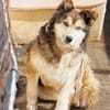 Lexy sucht liebevollen Anschluss