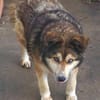Lexy sucht liebevollen Anschluss