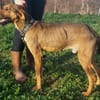 Bracken-Mix Sisco ist ein Sonnenschein!