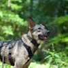 junge, smarte Frida sucht Zuhause