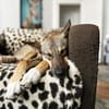 junge, smarte Frida sucht Zuhause