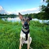 junge, smarte Frida sucht Zuhause
