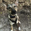 junge, smarte Frida sucht Zuhause