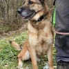 Herzenshund ASTON