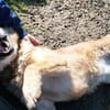 Herzenshund ASTON