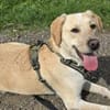Nacho sucht ein neues Zuhause