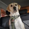 Nacho sucht ein neues Zuhause