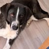 Der liebe Tobbi hat einen Wunsch