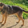 Traumhund Pluto sucht seine Familie