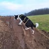 Bim   sucht das Glück, ...