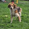 Toni sucht -Tonimenschen-  mit 1. Hund
