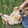 Toni sucht -Tonimenschen-  mit 1. Hund