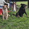 Toni sucht -Tonimenschen-  mit 1. Hund