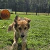 Toni sucht -Tonimenschen-  mit 1. Hund