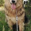 ANDOR - WUSCHEL sucht Zuhause