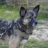 NEO - ruhiger Schatz sucht ein Zuhause