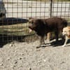 Lobo, gutmütiger Hund sucht Zuhause