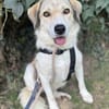 Limja, geb. ca. 04/2022, 35102 Lohra