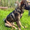 Schäfi-Mix Bonus sucht aktive Familie