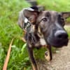 Schäfi-Mix Bonus sucht aktive Familie