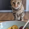 Miley - kleines Mädchen, großes Herz