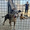 LAIKA (Maria)