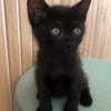 AZAZEL