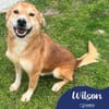 Wilson