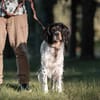 Liebenswerter Redano sucht Zuhause